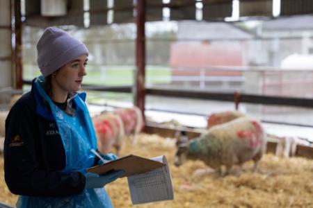 student with a clipboard and sheep